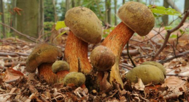 Poddubovik houba (dub) - jak používat při vaření